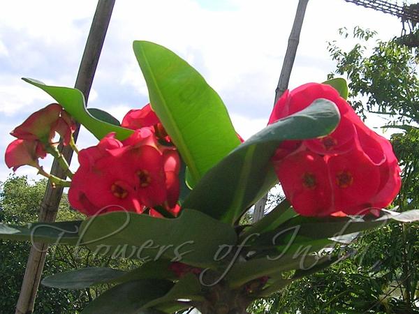 Giant Crown of Thorns